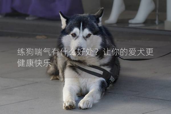 练狗喘气有什么好处？让你的爱犬更健康快乐