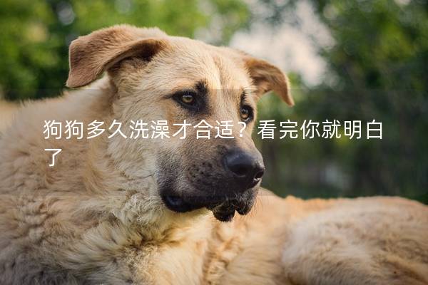 狗狗多久洗澡才合适？看完你就明白了