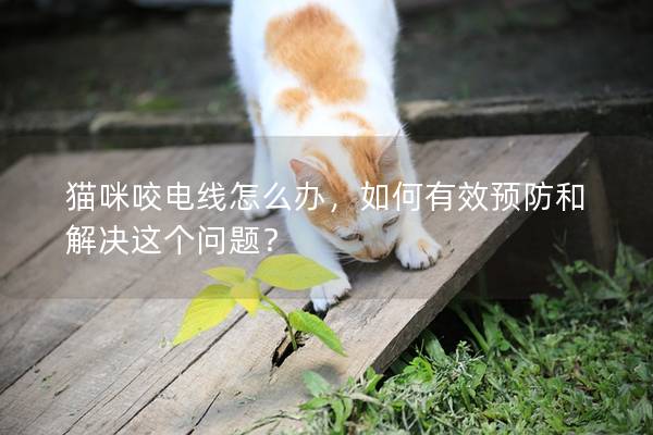 猫咪咬电线怎么办，如何有效预防和解决这个问题？