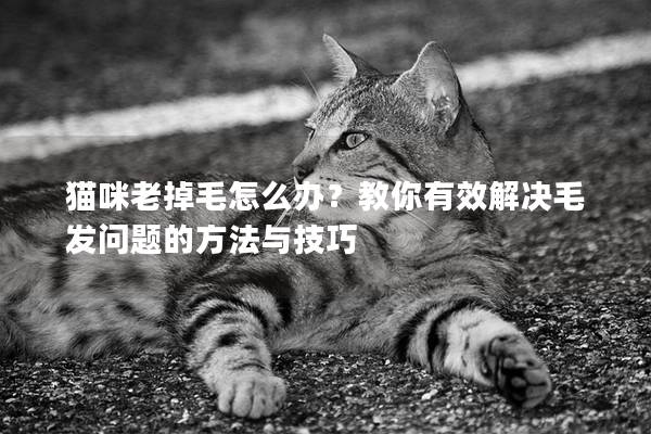 猫咪老掉毛怎么办？教你有效解决毛发问题的方法与技巧