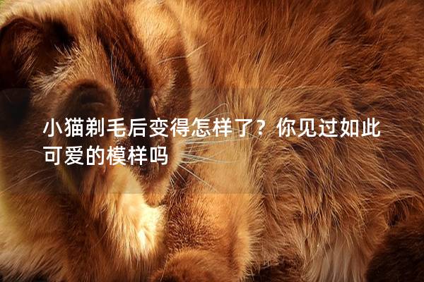 小猫剃毛后变得怎样了？你见过如此可爱的模样吗