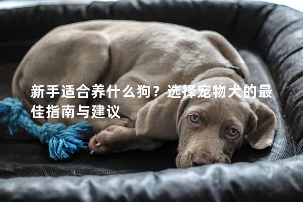 新手适合养什么狗？选择宠物犬的最佳指南与建议