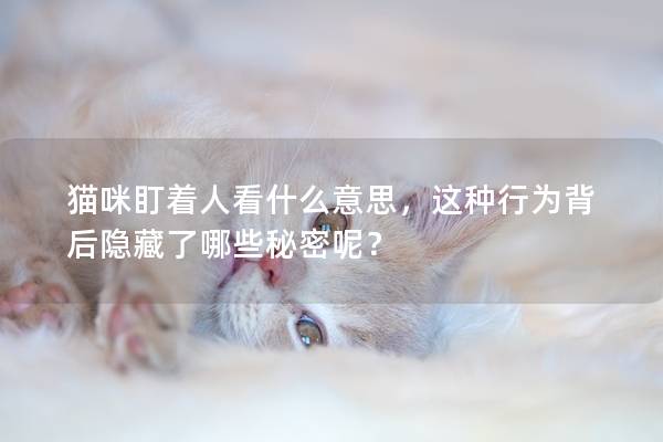 猫咪盯着人看什么意思，这种行为背后隐藏了哪些秘密呢？