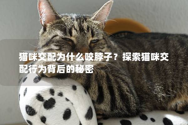 猫咪交配为什么咬脖子？探索猫咪交配行为背后的秘密