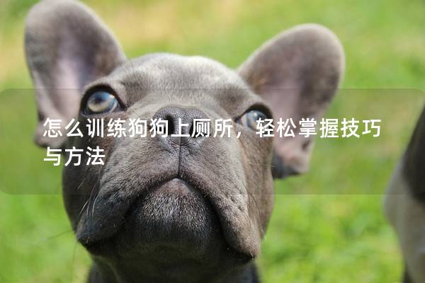 怎么训练狗狗上厕所，轻松掌握技巧与方法