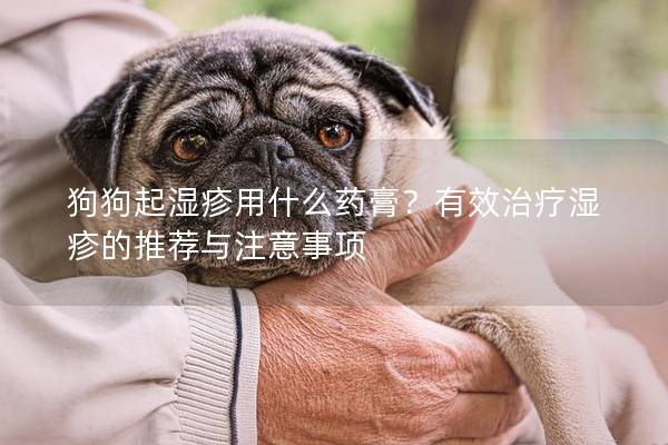 狗狗起湿疹用什么药膏？有效治疗湿疹的推荐与注意事项