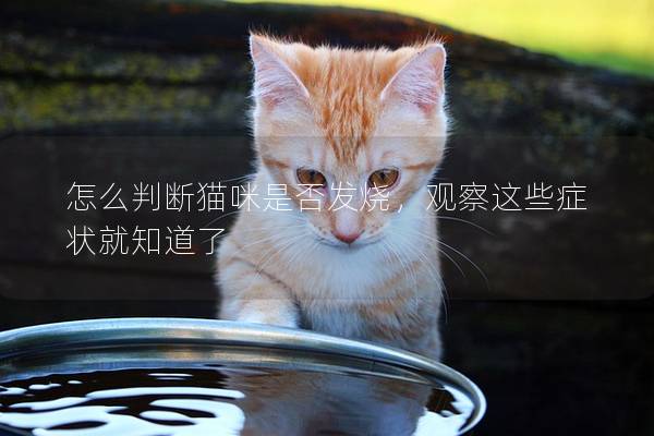 怎么判断猫咪是否发烧，观察这些症状就知道了