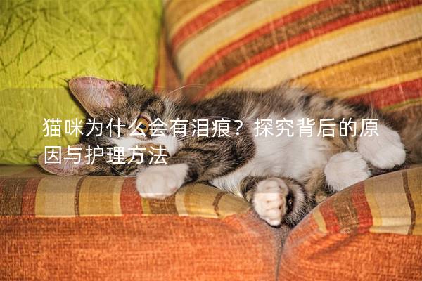 猫咪为什么会有泪痕？探究背后的原因与护理方法