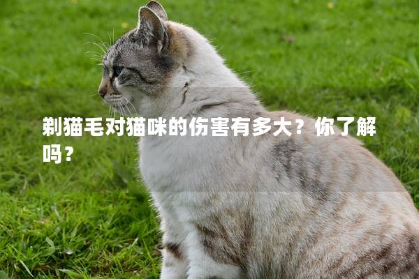 剃猫毛对猫咪的伤害有多大？你了解吗？