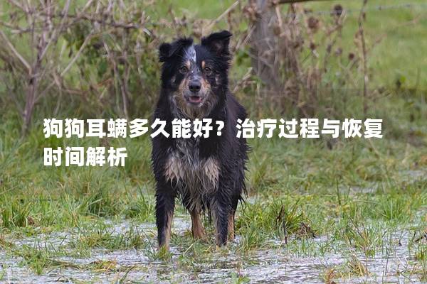 狗狗耳螨多久能好？治疗过程与恢复时间解析