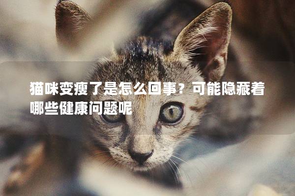 猫咪变瘦了是怎么回事？可能隐藏着哪些健康问题呢