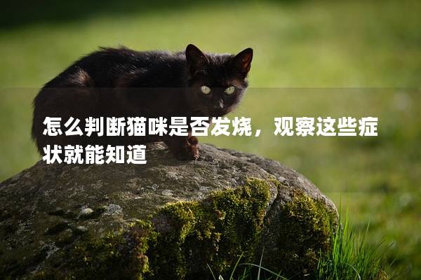 怎么判断猫咪是否发烧，观察这些症状就能知道