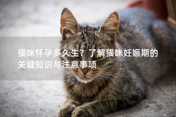 猫咪怀孕多久生？了解猫咪妊娠期的关键知识与注意事项