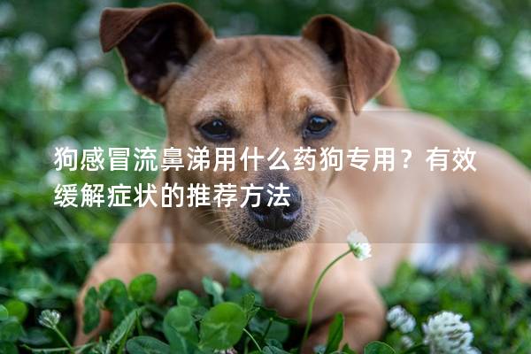 狗感冒流鼻涕用什么药狗专用？有效缓解症状的推荐方法