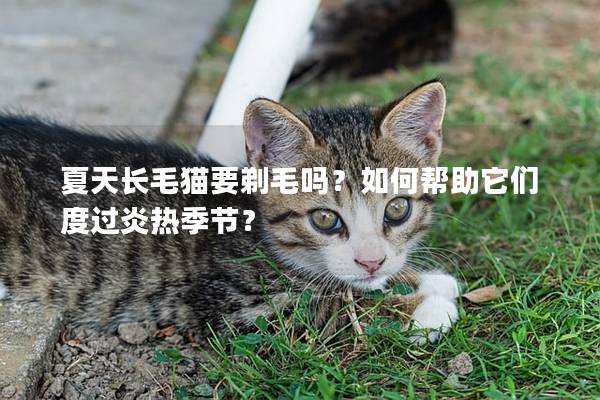 夏天长毛猫要剃毛吗？如何帮助它们度过炎热季节？