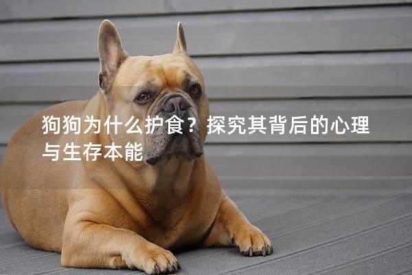 狗狗为什么护食？探究其背后的心理与生存本能