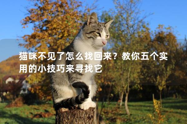 猫咪不见了怎么找回来？教你五个实用的小技巧来寻找它