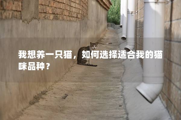 我想养一只猫，如何选择适合我的猫咪品种？