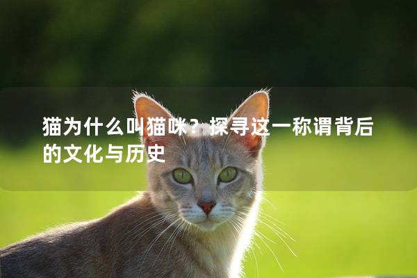 猫为什么叫猫咪？探寻这一称谓背后的文化与历史