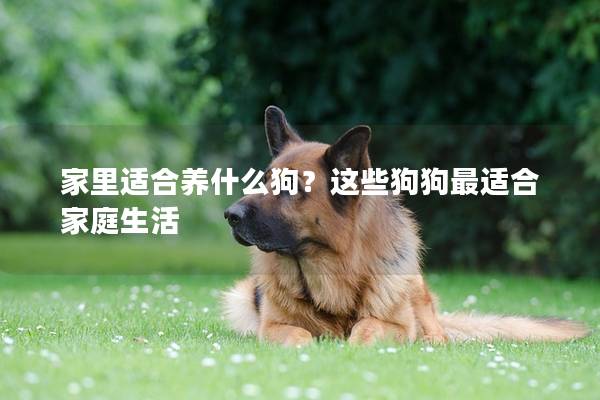 家里适合养什么狗？这些狗狗最适合家庭生活