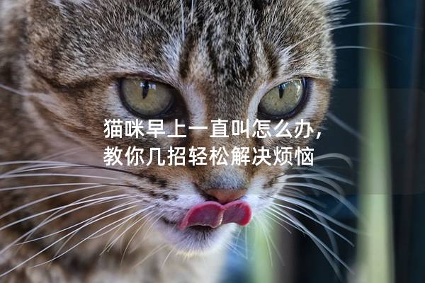 猫咪早上一直叫怎么办, 教你几招轻松解决烦恼