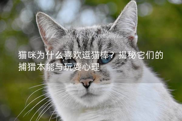 猫咪为什么喜欢逗猫棒？揭秘它们的捕猎本能与玩耍心理