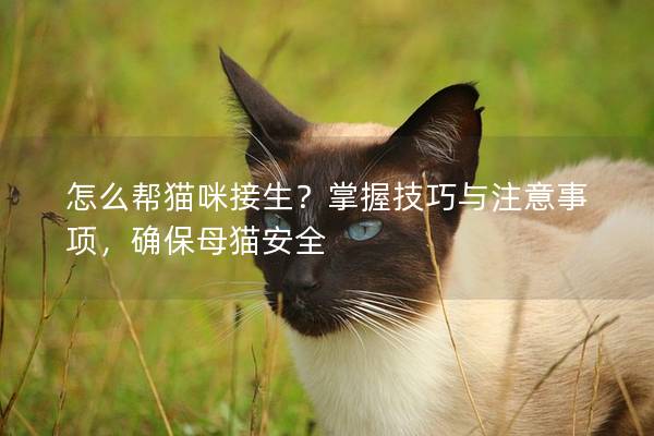 怎么帮猫咪接生？掌握技巧与注意事项，确保母猫安全