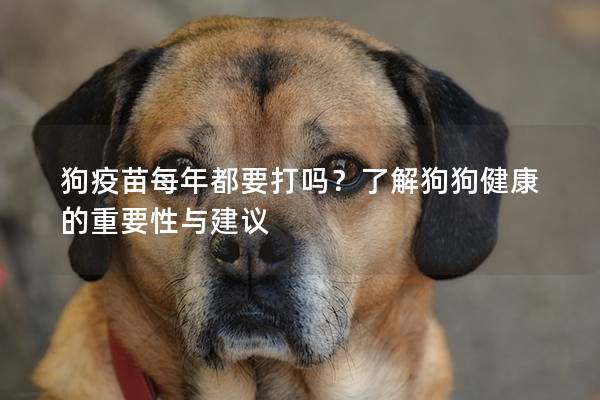 狗疫苗每年都要打吗？了解狗狗健康的重要性与建议