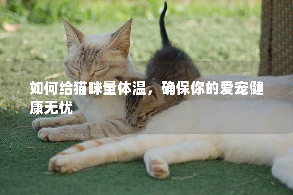 如何给猫咪量体温，确保你的爱宠健康无忧