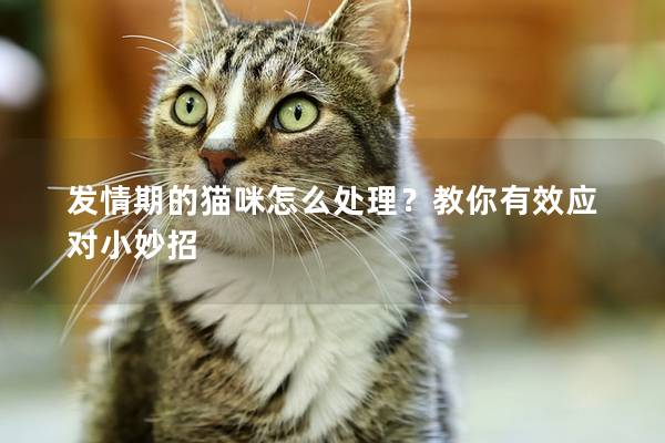 发情期的猫咪怎么处理？教你有效应对小妙招