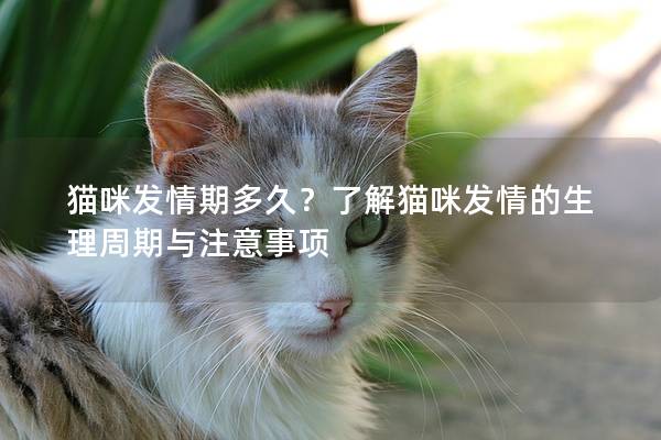 猫咪发情期多久？了解猫咪发情的生理周期与注意事项