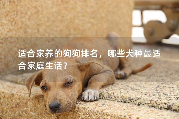 适合家养的狗狗排名，哪些犬种最适合家庭生活？