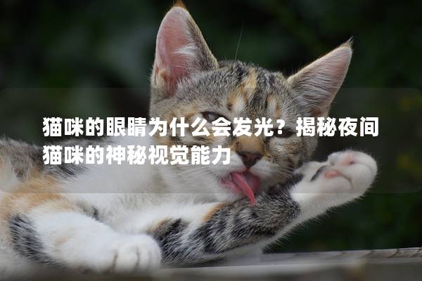 猫咪的眼睛为什么会发光？揭秘夜间猫咪的神秘视觉能力