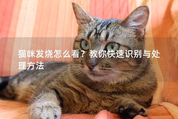 猫咪发烧怎么看?教你快速识别与处理方法 猫咪发烧怎么看?教你快速识别与处理方法