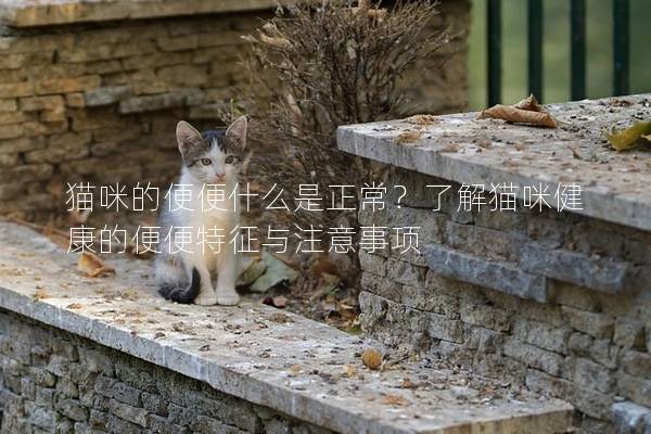 猫咪的便便什么是正常？了解猫咪健康的便便特征与注意事项