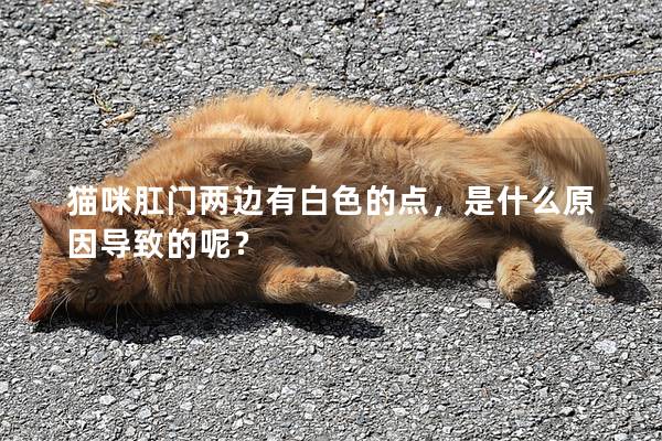 猫咪肛门两边有白色的点，是什么原因导致的呢？