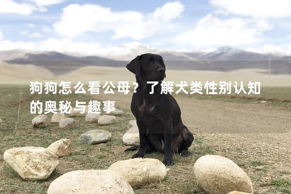 狗狗怎么看公母？了解犬类性别认知的奥秘与趣事