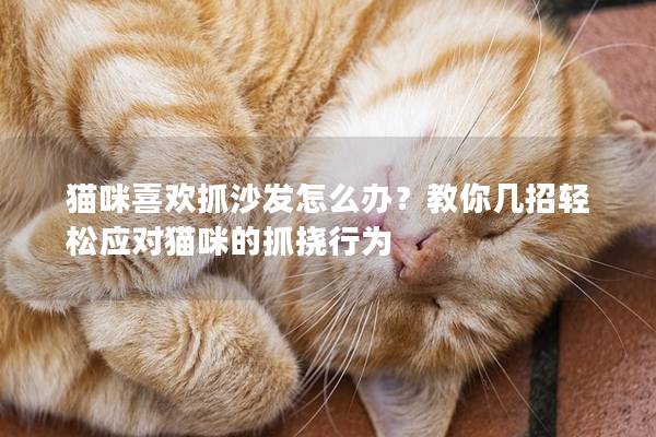 猫咪喜欢抓沙发怎么办？教你几招轻松应对猫咪的抓挠行为