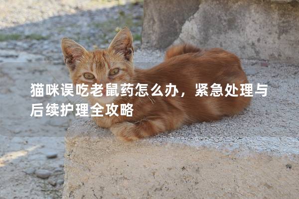 猫咪误吃老鼠药怎么办，紧急处理与后续护理全攻略