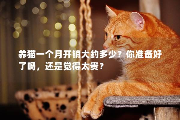 养猫一个月开销大约多少？你准备好了吗，还是觉得太贵？