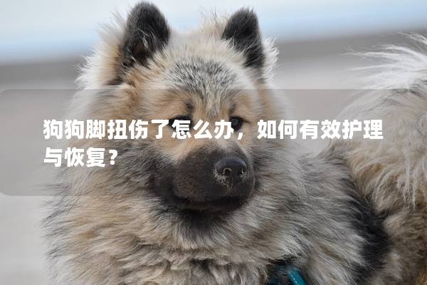 狗狗脚扭伤了怎么办，如何有效护理与恢复？