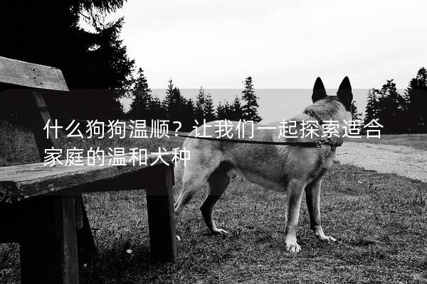 什么狗狗温顺？让我们一起探索适合家庭的温和犬种