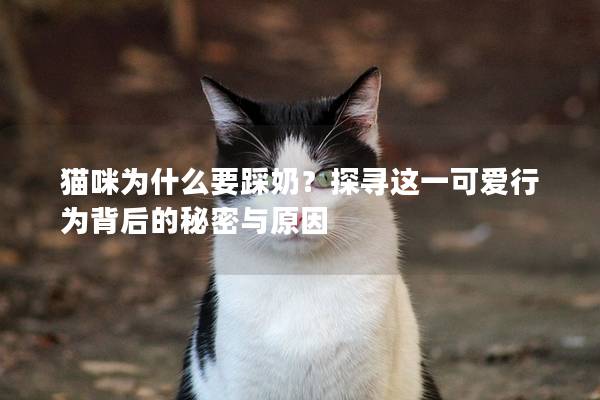 猫咪为什么要踩奶？探寻这一可爱行为背后的秘密与原因