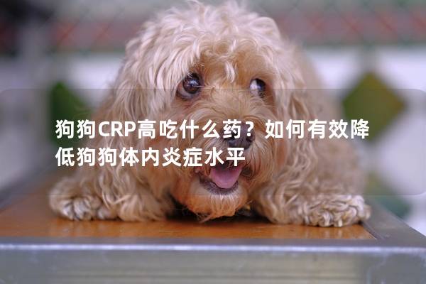 狗狗CRP高吃什么药？如何有效降低狗狗体内炎症水平