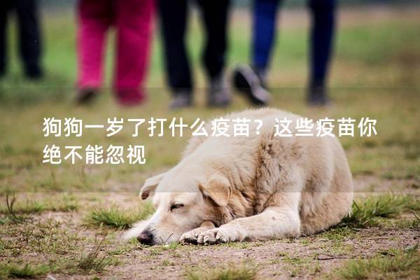 狗狗一岁了打什么疫苗？这些疫苗你绝不能忽视