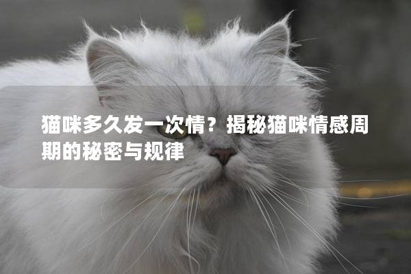 猫咪多久发一次情？揭秘猫咪情感周期的秘密与规律