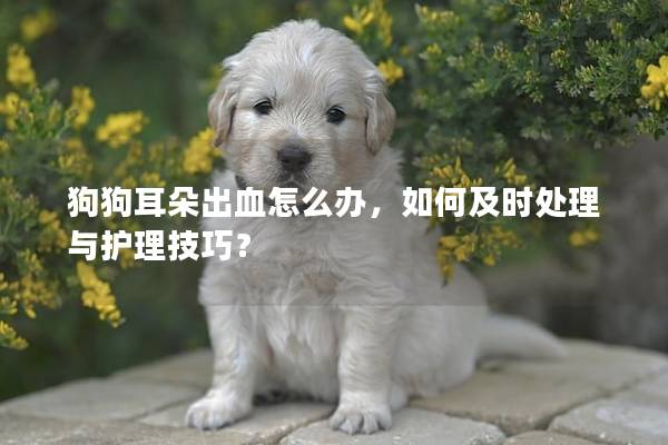 狗狗耳朵出血怎么办，如何及时处理与护理技巧？