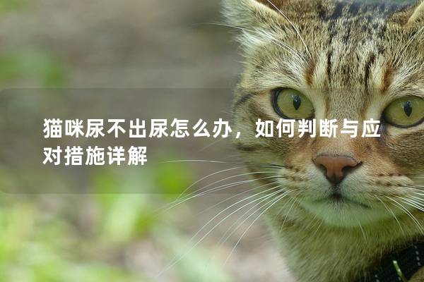 猫咪尿不出尿怎么办，如何判断与应对措施详解