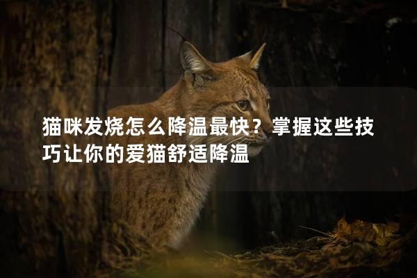 猫咪发烧怎么降温最快？掌握这些技巧让你的爱猫舒适降温