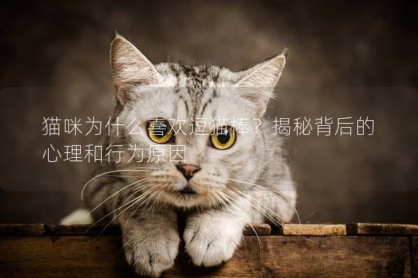 猫咪为什么喜欢逗猫棒？揭秘背后的心理和行为原因